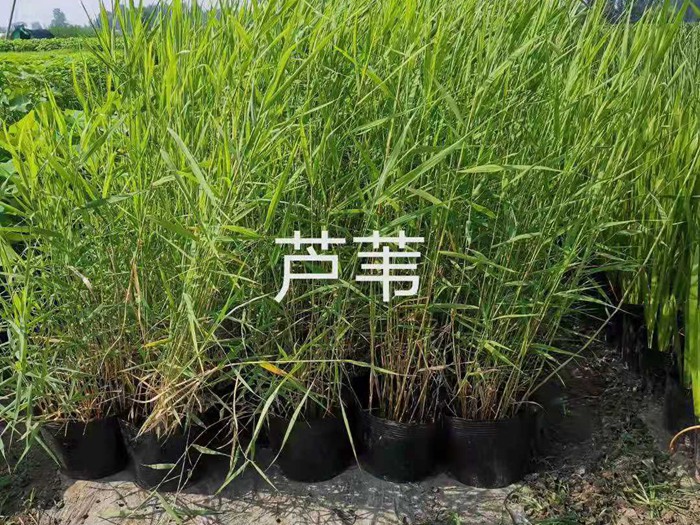 盆栽芦苇